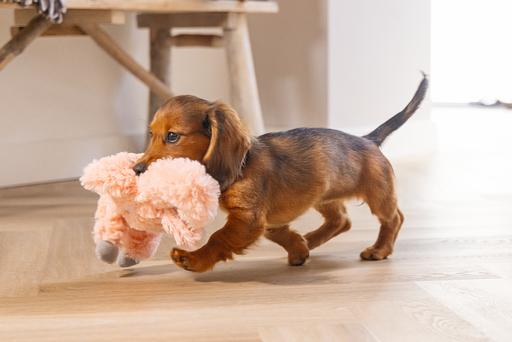 Actual product image Beeztees Cuddle Toys and Heartbeat Simulator (Puppy Toy, Plush toy dog)