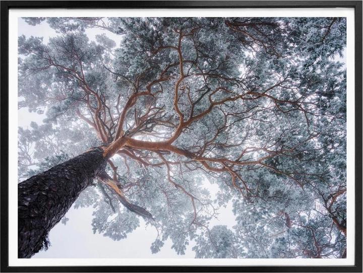 Produktbild Trenddeko Baum im Winter (100 x 80 cm)