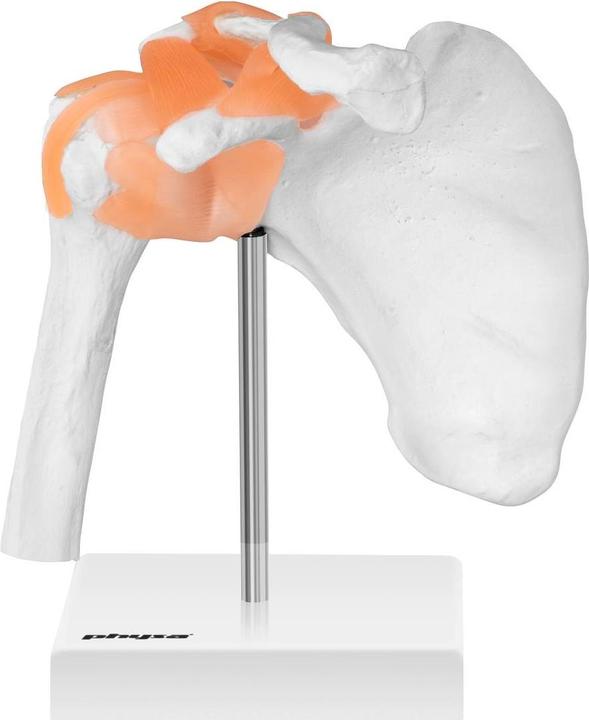 Immagine prodotto Physa Modello anatomico spalla - A grandezza naturale