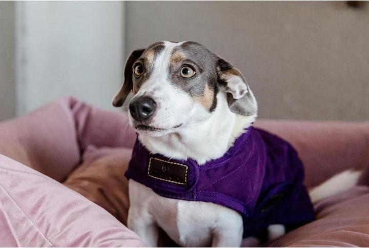Produktbild Kentucky Dogwear Hundemantel Original (XXS, Hundemantel)