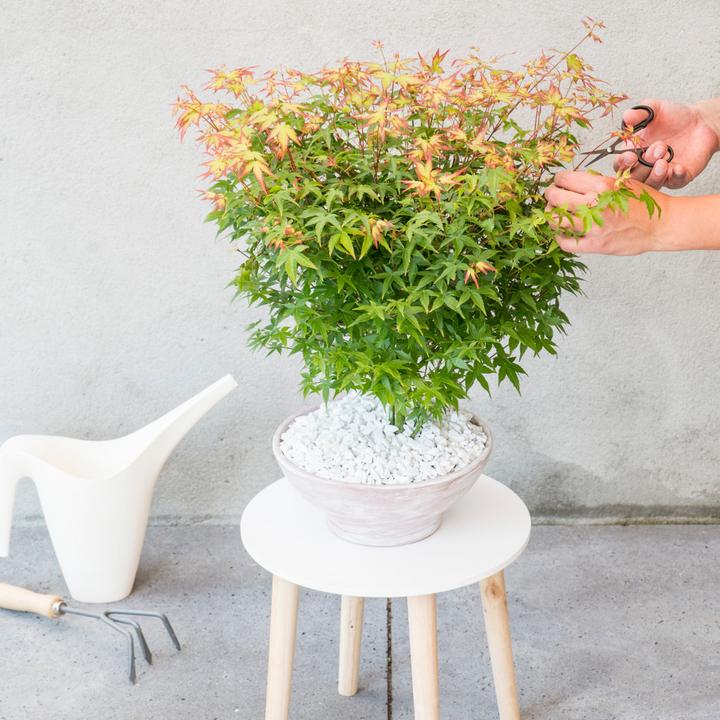 Actual product image Plant in a Box Acer palmatum 'Little Princess' - Japanese maple (45 cm)