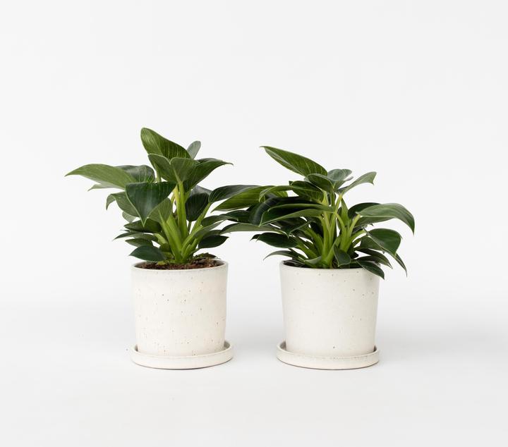 Produktbild Plant in a Box Philodendron 'White Wave' - 2er Set Weisse Welle (25 cm)