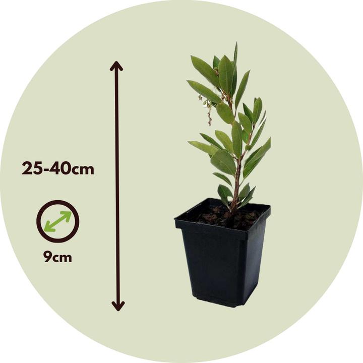Image du produit Plant in a Box Arbutus Unedo - Set de 3 arbousiers (25 cm)