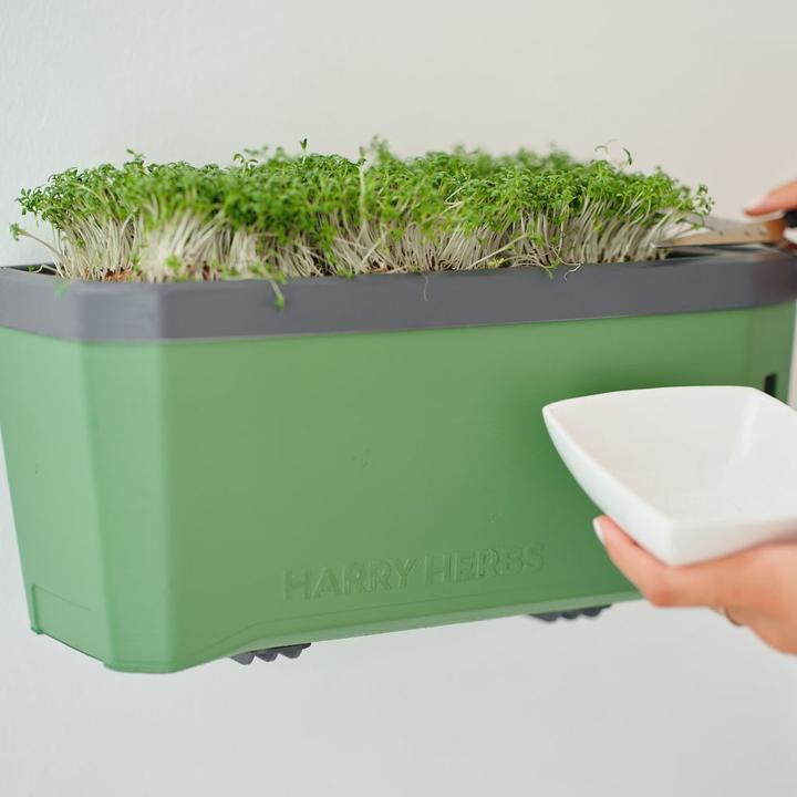 Immagine prodotto Gusta Garden Semi Microgreens Ruca Lattuga Rocket HARRY HERBS (Germogli)