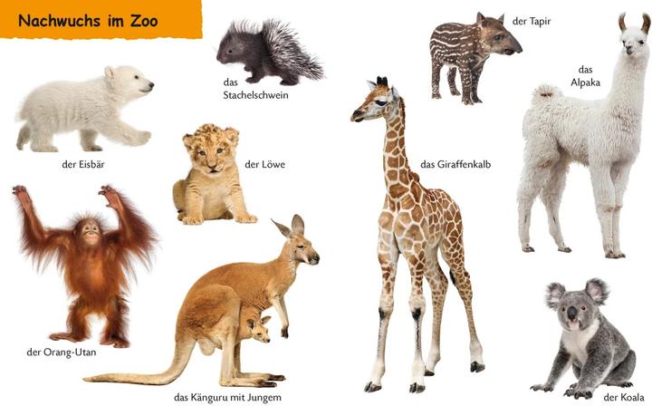 Produktbild Kennst du Zootiere (Deutsch, 2019)