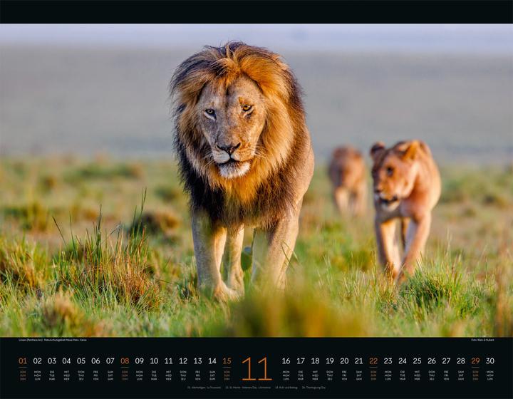 Produktbild Wildes Afrika Kalender 2026 (54 x 42 cm, Harter Einband, Englisch, Französisch, Deutsch)