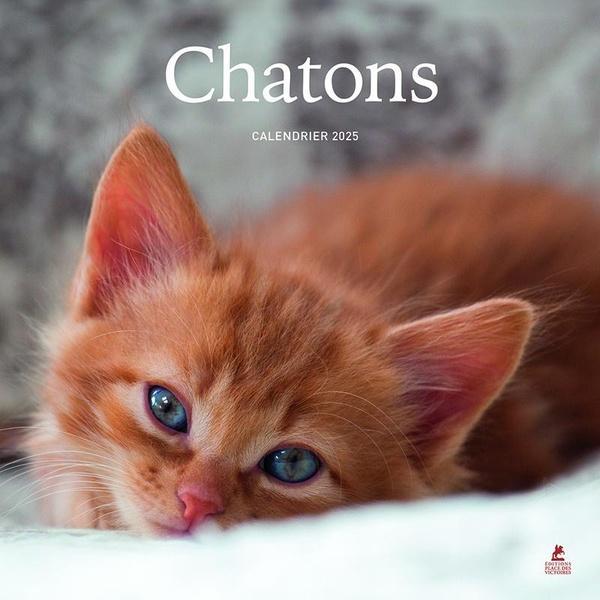 Immagine prodotto Chatons : calendario 2025 (Copertina rigida, Francese)