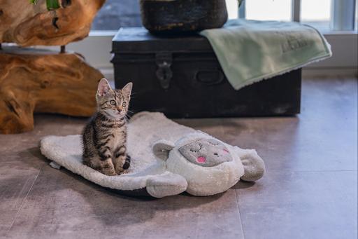 Immagine prodotto Beeztees Lama Casto (Gatto)