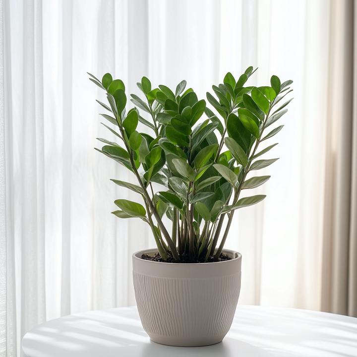 Image du produit Plant in a Box Zamioculcas Zamiifolia - Plume porte-bonheur (65 cm)