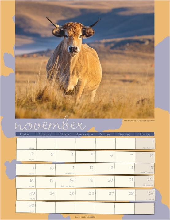 Produktbild Kuh Kalender 2026 (30 x 39 cm, Deutsch)