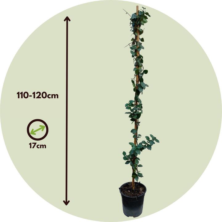 Image du produit Plant in a Box Trachelospermum jasminoides Star of Toscane - Jasmin en étoile (110 cm)