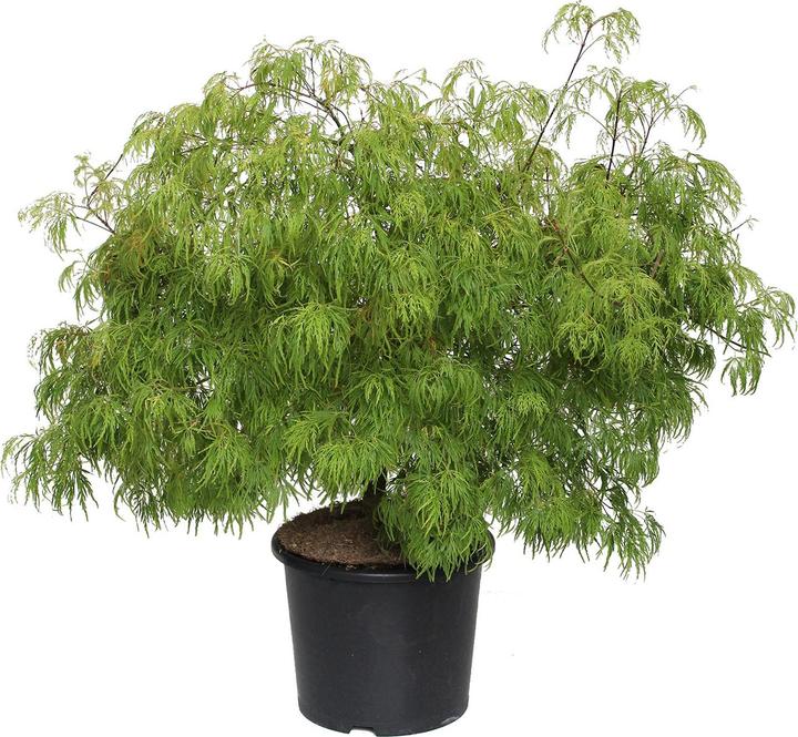 Actual product image Zulauf Japanischer Fächer-Ahorn / Acer palmatum 'Dissectum' (80 cm)