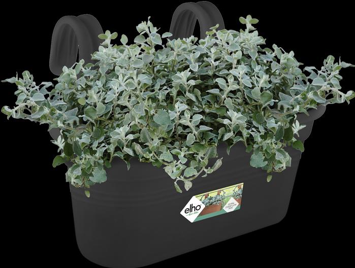 Actual product image Elho Easy Hanger Green Basics (26.30 cm)