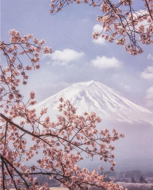 Image du produit Makiko Samejima Mont Fuji Cherry Blossom Canvas Print (50 x 40 cm)