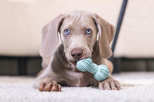 Immagine prodotto Beeztees Dental (Gioco da masticare per cani)
