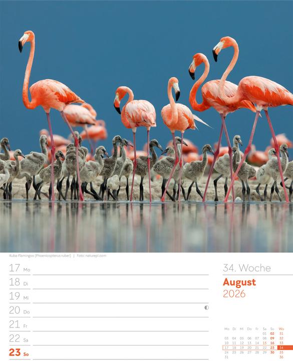 Actual product image Vögel - Tier-Wochenplaner 2026 (25 x 33 cm, German)