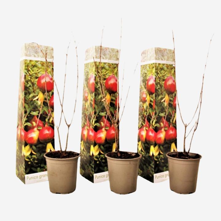 Produktbild Plant in a Box Punica Granatum - 3er Set Granatapfelbaum (25 cm)