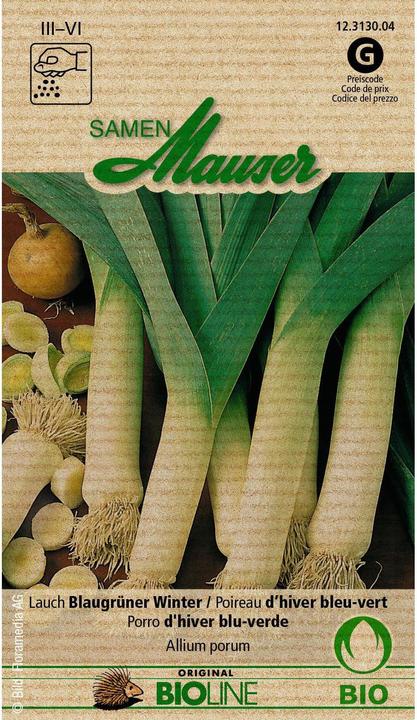 Samen Mauser Knospe Bio Lauch Blaugrüner Winter (Blumenzwiebel)