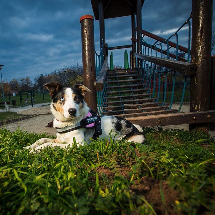 Image du produit Julius-K9 IDC®-Powergeschirr Taille : Tour de poitrine (2, Chien, Sport canin)
