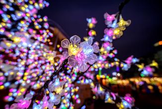 Immagine prodotto Venus Optic Lunghezza focale fissa Laowa 9mm F/2.8 Zero-D - Canon RF (Canon RF, APS-C / DX)