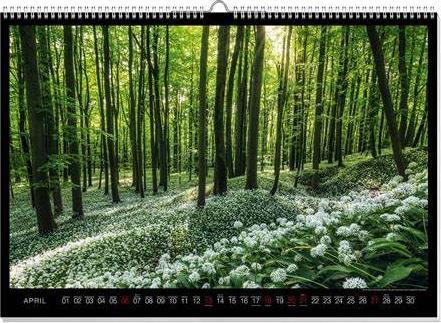 Produktbild Geheimnisvolle Wälder Premiumkalender 2025 (60 x 42 cm, Deutsch)