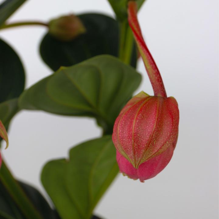 Actual product image Plant in a Box Medinilla magnifica - Rose medinilla (40 cm)