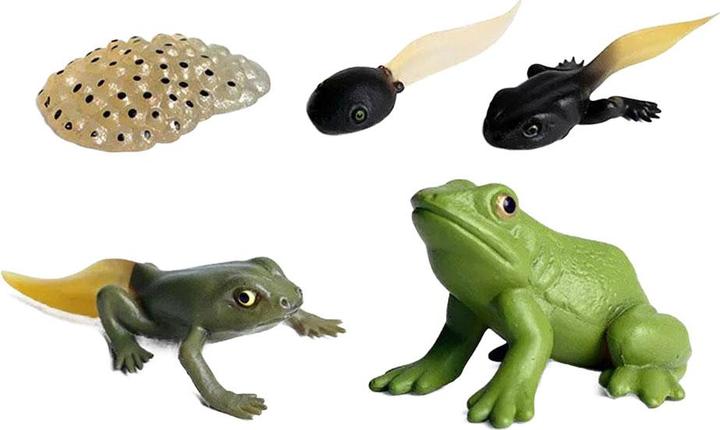 Image du produit Set de figurines de grenouilles du cycle de vie
