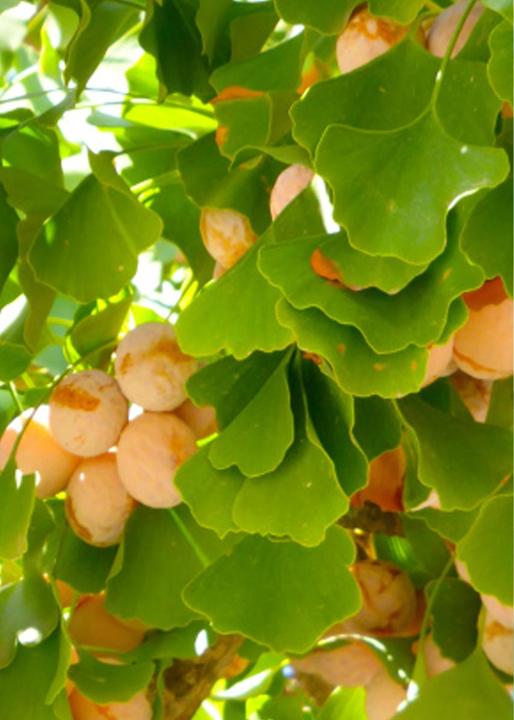 Image du produit Tropica Ginkgo feuille d'éventail (Graines de plantes)