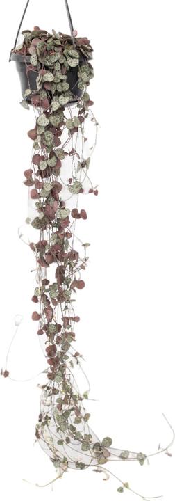Plant in a Box Ceropegia linearis Woodii - foglia del cuore a catena affondante (30 cm)