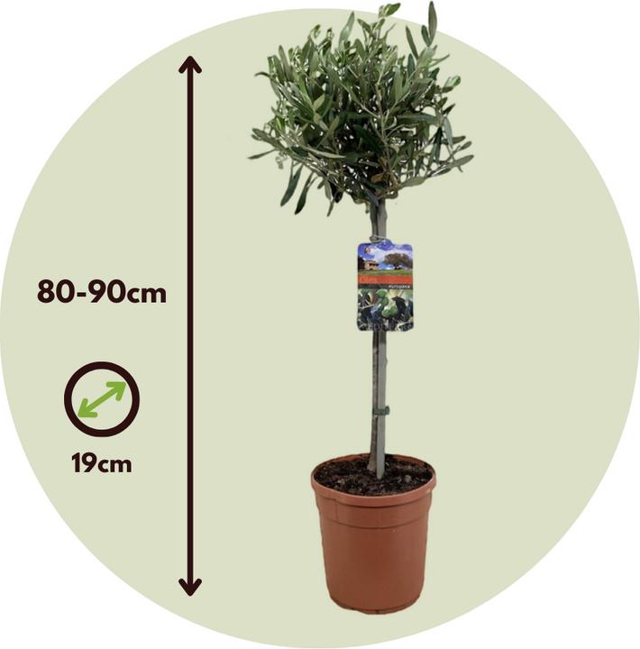 Actual product image Plant in a Box Olea Europaea - Olivenbaum (80 cm)