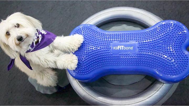 Actual product image FitPaws Donut Holder (Agility)