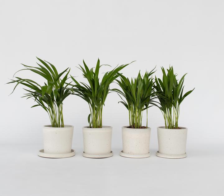 Image du produit Plant in a Box Dypsis Lutescens - Set de 4 palmiers à fruits d'or Areca (30 cm)