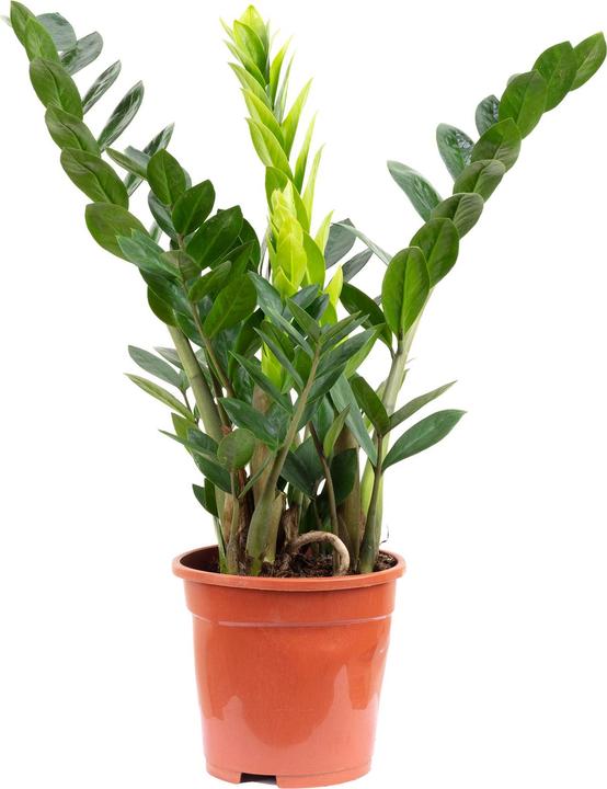 Produktbild Flowerbox Glücksfeder - Zamioculcas zamiifolia