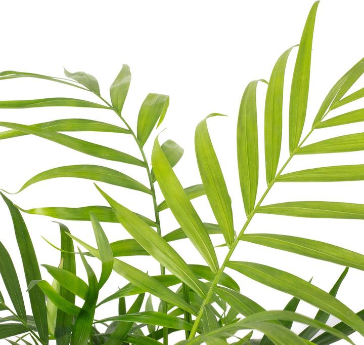 Image du produit Flowerbox Bergpalme - Chamaedorea elegans (Respectueux des animaux)