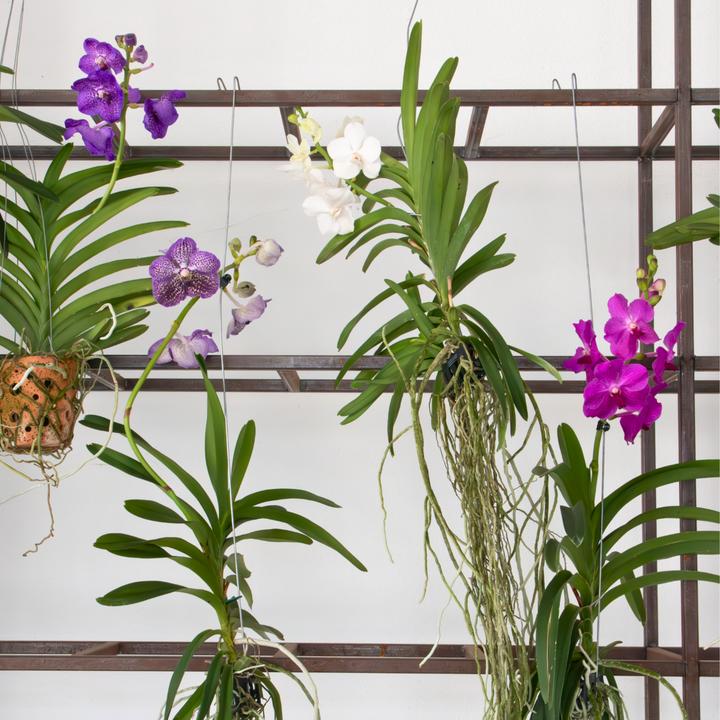 Actual product image Plant in a Box Vanda - Orchid (50 cm)