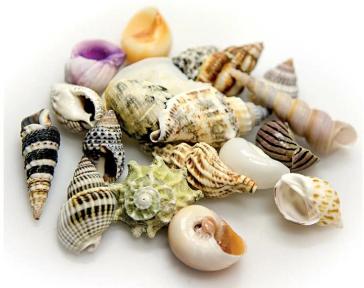 Actual product image Hobby Decoration Sea Shells Set, S, 20 pieces (other items)