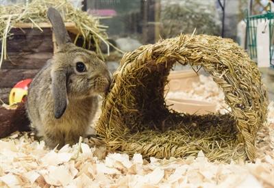 Actual product image Happy Pet Grassy Tunnel