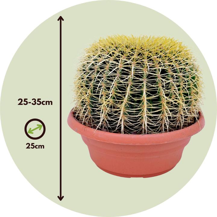 Produktbild Plant in a Box Echinocactus grusonii - Goldkugelkaktus (25 cm)