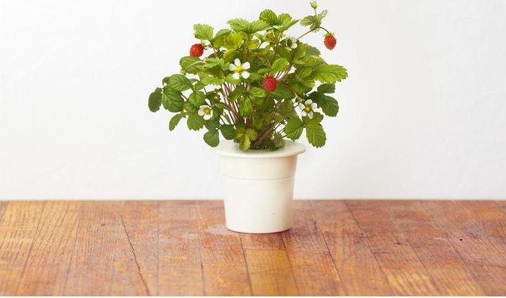 Actual product image Click and Grow Wild Strawberry (Vegetable seeds)
