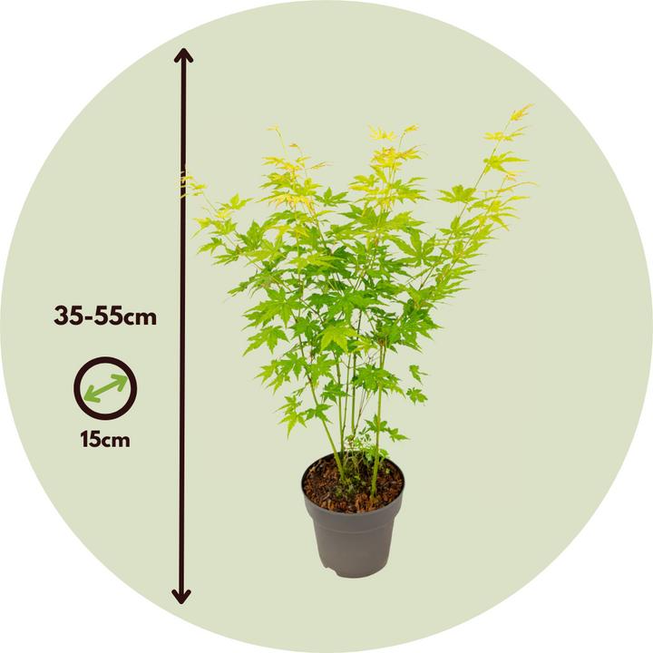 Immagine prodotto Plant in a Box Acer palmatum 'Going Green' - Japanischer Ahorn (35 cm)