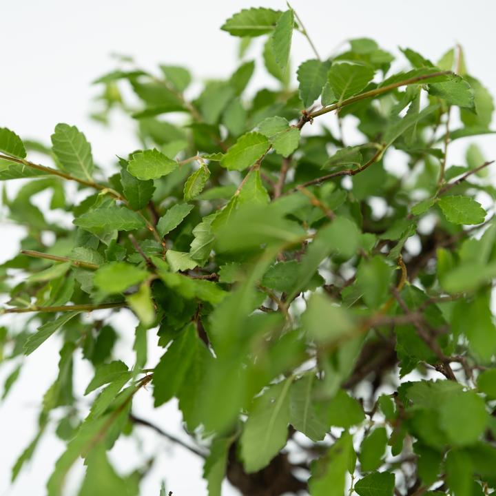 Produktbild Plant in a Box Bonsai Ligustrum, Carmona, Ficus Retusa, Syzygium, Sageretia - Bonsai Wassersystem Buddha (35 cm)