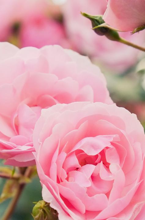 Produktbild Khadi Rose (210 ml, Flüssiges Shampoo)