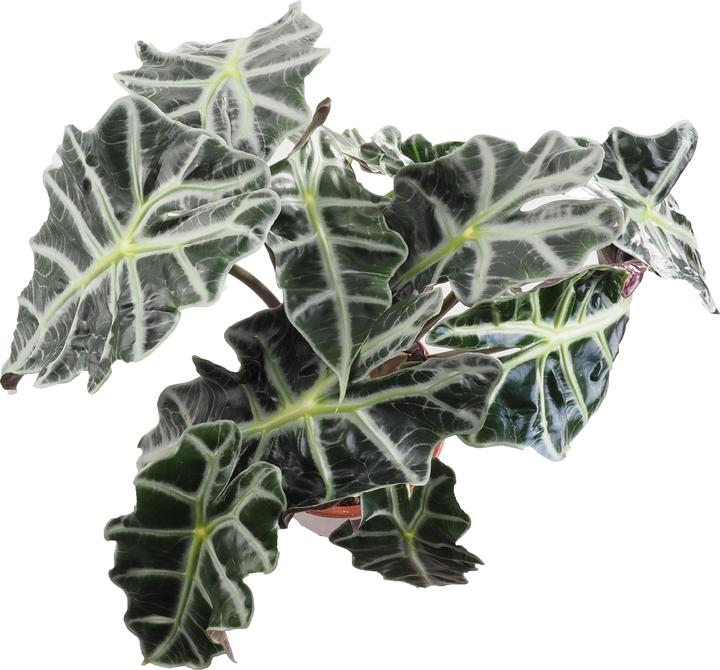 Immagine prodotto Migros Ostschweiz Alocasia Polly (50 cm)