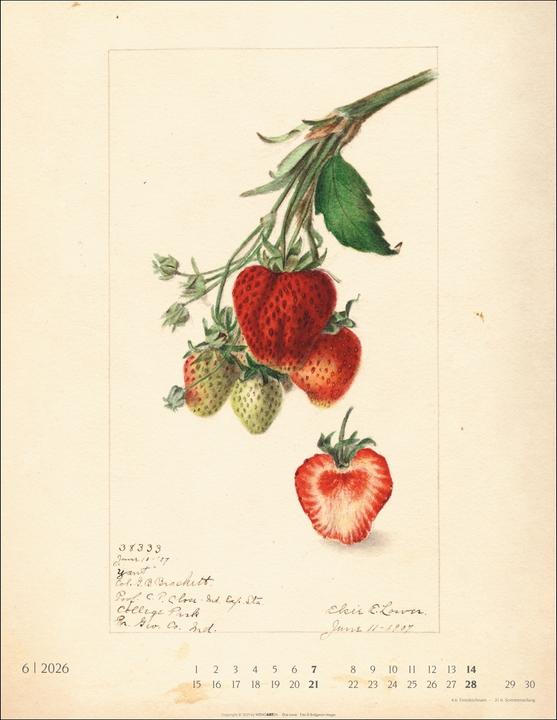 Produktbild Alte Sorten Kalender 2026 (34 x 44 cm, Harter Einband, Deutsch)