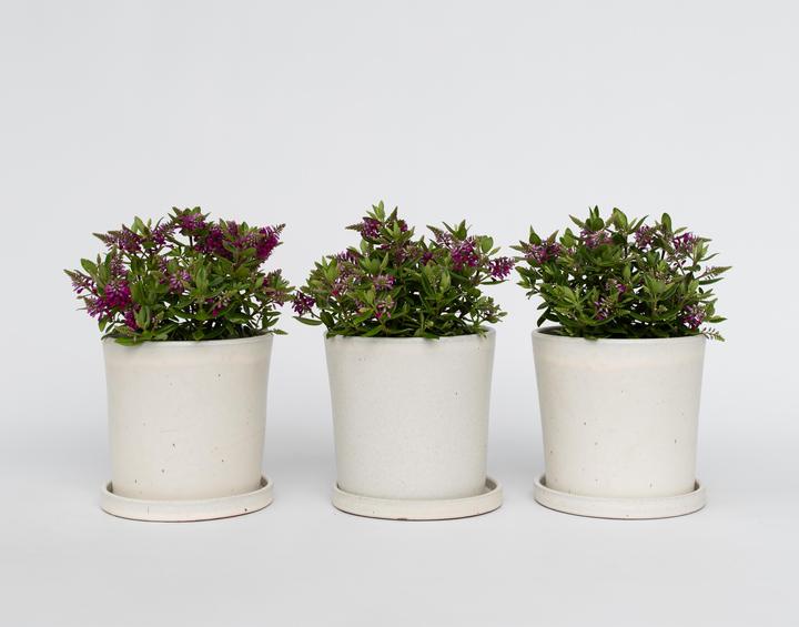 Produktbild Plant in a Box Hebe All Blooms 'Samona' - (30 cm)