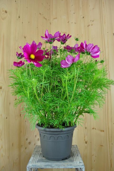 Produktbild Säntispracht Die Kosme,e unser langblühender Sommerhit - Cosmos bipinnatus 'Sonata Carmin' (80 cm)