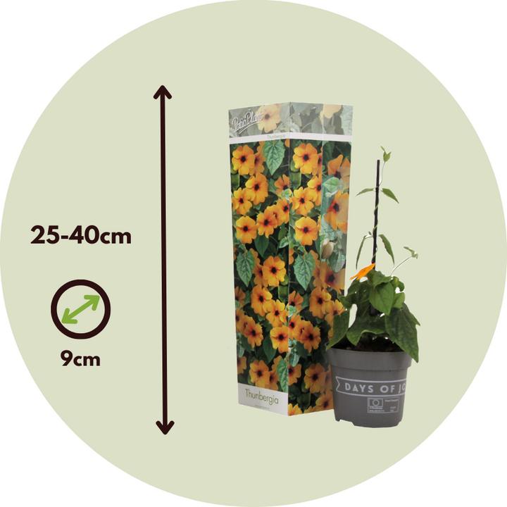 Image du produit Plant in a Box Thunbergia alata 'New Orange' - Lot de 3 Susanna aux yeux noirs (25 cm)