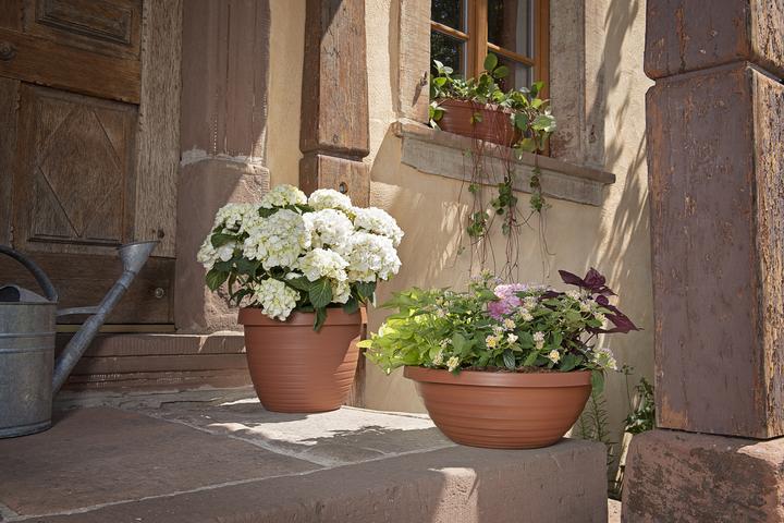 Image du produit Scheurich Country Star (48 cm)
