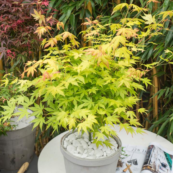 Immagine prodotto Plant in a Box Acer palmatum 'Atropurpureum', 'Beni Maiko', 'Orange Dream' - miscela di 3 aceri (70 cm)