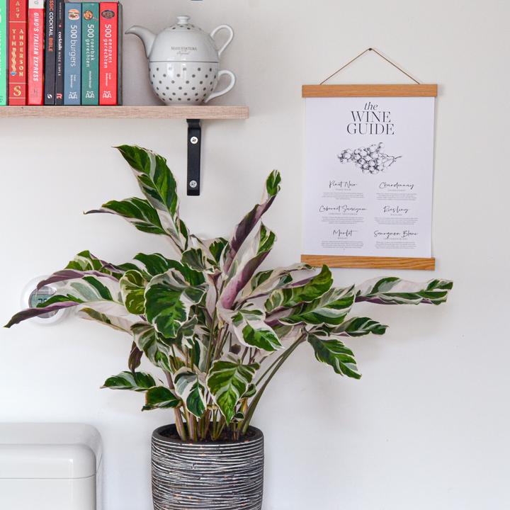 Image du produit Plant in a Box Calathea Lietzei "White Fusion" - Set de 2 maranthes en osier (30 cm)
